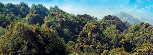 安龍仙鶴坪國(guó)家森林公園