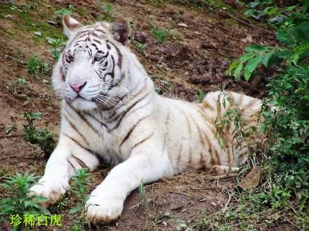 貴陽(yáng)森林野生動(dòng)物園